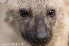 hyène tachetée / spotted hyena