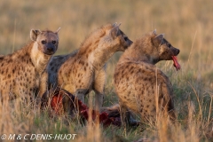 hyène tachetée / spotted hyena