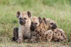 hyène tachetée / spotted hyena