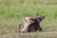 hyène tachetée / spotted hyena