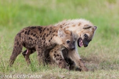 hyène tachetée / spotted hyena