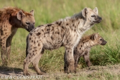 hyène tachetée / spotted hyena