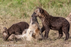 hyène tachetée / spotted hyena