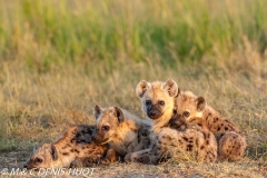 hyène tachetée / spotted hyena