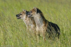 hyène tachetée / spotted hyena