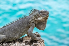 iguane vert / green iguana