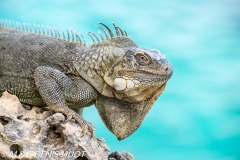 iguane vert / green iguana