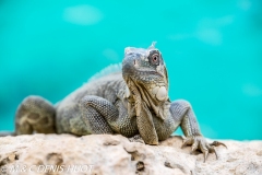 iguane vert / green iguana