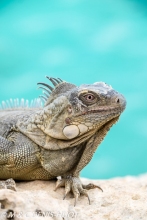 iguane vert / green iguana