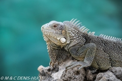 iguane vert / green iguana