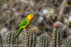 conure cuivrée / brown-throated parakeet