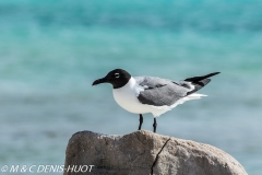 mouette atricille / laughing Gull