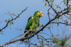 amazone à épaulettes jaunes / yellow-shouldered parrot