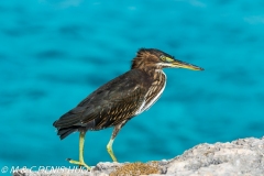 héron strié / striated heron