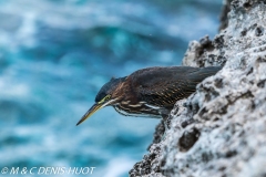 héron strié / striated heron