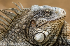 iguane vert / green iguana