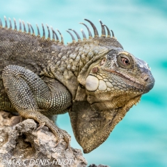 iguane vert / green iguana