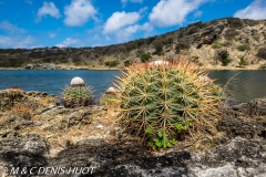 île de Bonaire / Bonaire island