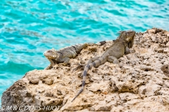 iguane vert / green iguana