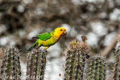 conure cuivrée / brown-throated parakeet