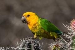 conure cuivrée / brown-throated parakeet