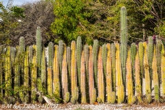 île de Bonaire / Bonaire island