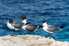 mouette atricille / laughing Gull