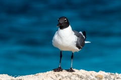 mouette atricille / laughing Gull