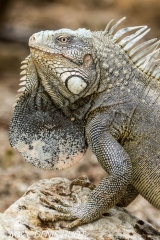 iguane vert / green iguana