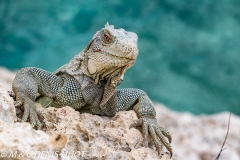 iguane vert / green iguana