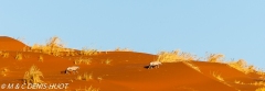 désert de Namib / Namib desert