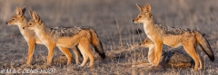 chacal à chabraque / black-backed jackal