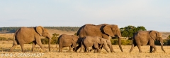 éléphant d'Afrique / african elephant