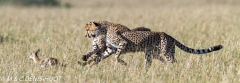 guepard / cheetah