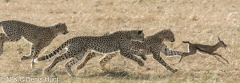 guepard / cheetah