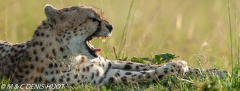 guepard / cheetah