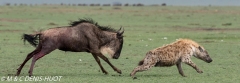 hyène et gnou / hyena and wildebeest