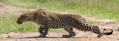 leopard