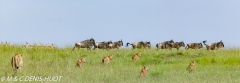 lionne et lionceaux / lioness and cubs