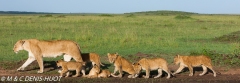 lionne et lionceaux / lioness and cubs