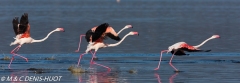 flamant rose / greater flamingo