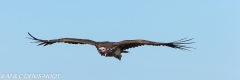 vautour oricou / lappet-faced vulture