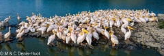 pelican blanc / great white pelican