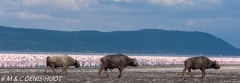 buffle d'Afrique / african buffalo