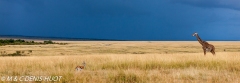 girafe Masai / Masai giraffe