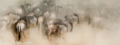 migration des gnous / wildebeest migration