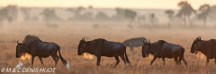 migration des gnous / wildebeest migration