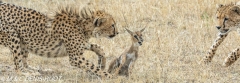 guepard / cheetah