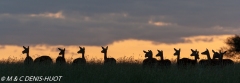 Impala