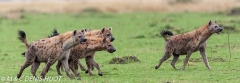 hyène tachetée / spotted hyena